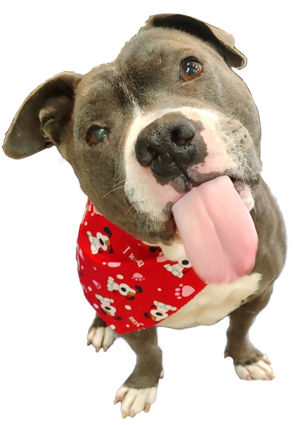 Eddie Spaghetti Collection for Mikey's Chance Rescue